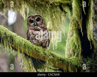 12 juillet 2010 - Roseburg, Oregon, États-Unis - une espèce en voie d'Chouette tachetée du nord sauvage perches dans un arbre dans une ancienne section de la croissance d'une forêt située sur le Bureau de la gestion des terres propriété près de Roseburg. La chouette, son compagnon, et les jeunes sont surveillés par des biologistes fédéraux de la BLM. La population de la très Banque D'Images