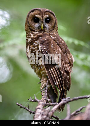 12 juillet 2010 - Roseburg, Oregon, États-Unis - une espèce en voie d'Chouette tachetée du nord sauvage perches dans un arbre dans une ancienne section de la croissance d'une forêt située sur le Bureau de la gestion des terres propriété près de Roseburg. La chouette, son compagnon, et les jeunes sont surveillés par des biologistes fédéraux de la BLM. La population de la très Banque D'Images