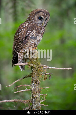 12 juillet 2010 - Roseburg, Oregon, États-Unis - une espèce en voie d'Chouette tachetée du nord sauvage perches dans un arbre dans une ancienne section de la croissance d'une forêt située sur le Bureau de la gestion des terres propriété près de Roseburg. La chouette, son compagnon, et les jeunes sont surveillés par des biologistes fédéraux de la BLM. La population de la très Banque D'Images