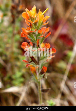 Le 26 août 2010 - Carmel Highlands, California, États-Unis - Monterey indian paintbrush wildflower sur l'île aux oiseaux sentier au Point Lobos State Park. Un projet est prévu pour démarrer en novembre qui fera de l'île Bird Trail ADA conforme. (Crédit Image : © Monterey Herald/ZUMApress.com) Banque D'Images