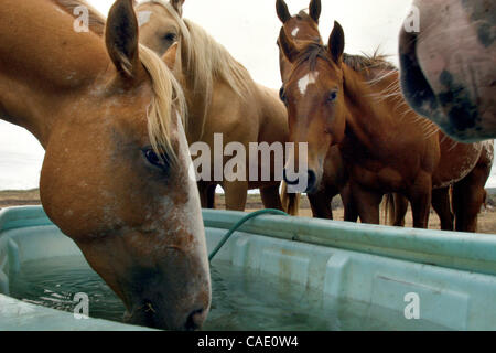 Jul 23, 2010 - Big Island, Hawaii, États-Unis - chevaux sur le Ranch Kuahiwi font leur chemin à un creux d'eau pour une boisson bien nécessaire que la sécheresse continue. Galimba appartenant à la famille dans la ville de Naalehu, le ranch n'a reçu qu'une seule journée de pluie significative dans les deux dernières semaines à propos de la s Banque D'Images