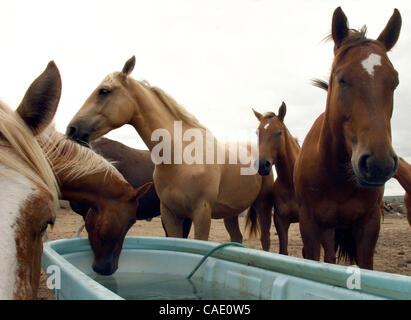 Jul 23, 2010 - Big Island, Hawaii, États-Unis - chevaux sur le Ranch Kuahiwi font leur chemin à un creux d'eau pour une boisson bien nécessaire que la sécheresse continue. Galimba appartenant à la famille dans la ville de Naalehu, le ranch n'a reçu qu'une seule journée de pluie significative dans les deux dernières semaines à propos de la s Banque D'Images