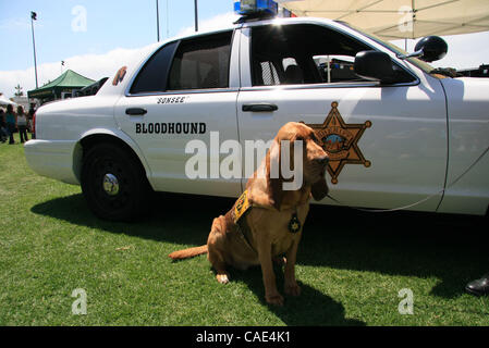 Aug 28, 2010 - Dana Point, Californie, États-Unis - Orange County Sheriff véhicule avec le confrère "onsee' d'un limier. Tous les chiens l'utilisation par la police sont des femmes. Cette année, la protection civile Expo à Dana Point les dizaines de manifestations, exposants, véhicule d'urgence affiche, Banque D'Images