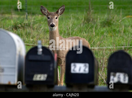 11 janvier 2011 - Roseburg, Oregon, États-Unis - une femme Colombie-britannique le cerf de Virginie se tient près d'une rangée de boîtes aux lettres le long d'une route de campagne près de Roseburg. Dans la majeure partie de leur aire de la Colombie-Britannique le cerf de Virginie sont protégés par la loi sur les espèces en danger, mais dans leur gamme près de Roseburg elles ont été prises au large Banque D'Images