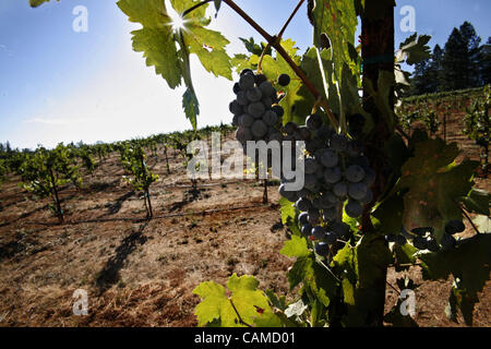 Accrocher les raisins de la vigne à la Sierra Starr vignoble sur Gibson dur à Grass Valley. Les propriétaires Phil et Anne Starr et leur fils Jackson tout faire eux-mêmes. Ils ont même un coupe-et-grotte de remplissage pour les barriques d'élevage du vin. C'est un goût sur le commerce du vin du comté de Nevada. Photo prise circons Banque D'Images