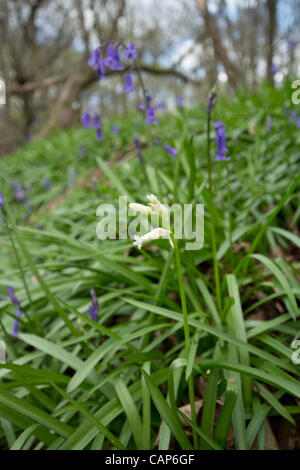 Une seule floraison bluebell blanc entre un tapis de bleus à Norsey Wood, Senlis, France, le mercredi 04 avril. La forme blanche de la native de bluebell est une vue rare de la forêt. Banque D'Images