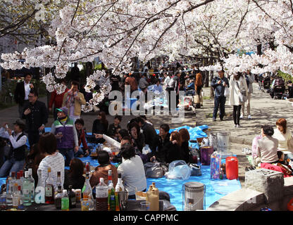 8 avril 2012 - Tokyo, Japon - Japonais aiment les fleurs de cerisier en fleurs sur Avril 08, 2012 à Tokyo, Japon. Tokyo Sky Tree est ouvert au public le 22 mai 2012 et il est 2 080 634 mètres (pieds) (Crédit Image : © Koichi Kamoshida/Jana Press/ZUMAPRESS.com) Banque D'Images