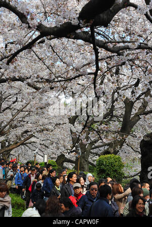 Le 7 avril 2012, Tokyo, Japon - Des milliers de Japonais s'apprécier la pleine floraison des cerisiers en fleurs au parc Chidorigafuchi au coeur de Tokyo le samedi 7 avril, 2012. Son week-end de Pâques pour les chrétiens, mais un de ses cerisiers en fleurs le temps d'écoute pour le japonais. L'assemblée annuelle de cerisiers bl Banque D'Images