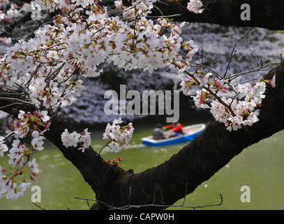 Le 7 avril 2012, Tokyo, Japon - Des milliers de Japonais s'apprécier la pleine floraison des cerisiers en fleurs au parc Chidorigafuchi au coeur de Tokyo le samedi 7 avril, 2012. Son week-end de Pâques pour les chrétiens, mais un de ses cerisiers en fleurs le temps d'écoute pour le japonais. L'assemblée annuelle de cerisiers bl Banque D'Images