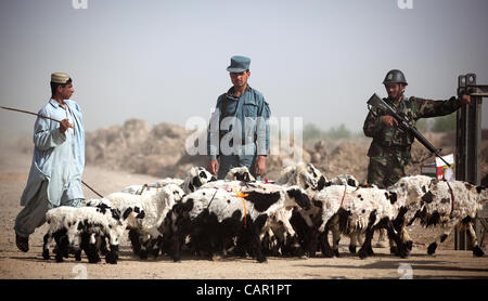 Un adolescent Afghan promenades un troupeau de moutons d'anciens membres de la Police nationale afghane (centre) et l'Armée nationale afghane à un poste de contrôle des véhicules occupés par les forces afghanes et des Marines américains avec le 4ème peloton, la Compagnie Kilo, 3e Bataillon, 3e Régiment de Marines le 10 avril 2012 Banque D'Images