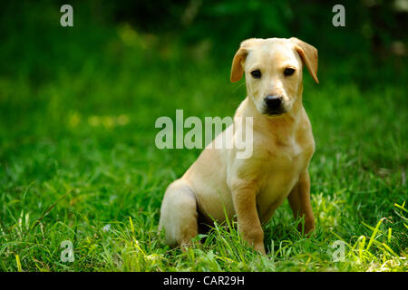 10 avril 2012 - Ft. Worth, Texas, USA - Le 10 avril 2012. Fort Worth, TX. USA. Golden Labrador Retreiver chiot à jouer. Le Labrador Retreiver est la race la plus populaire de chien enregistré aux États-Unis et au Canada. (Crédit Image : © Ralph Lauer/ZUMAPRESS.com) Banque D'Images