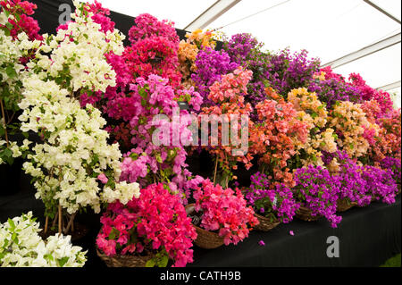 Manifestations florales pièce le vendredi 20 avril 2012, le premier jour de l'ERS montrent dans Bute Park Cardiff, Pays de Galles, Royaume-Uni. Bougainvilliers colorés par Westdale pépinières. Afficher récompensé par un RHS Silver-Gilt Médaille de la flore. Banque D'Images