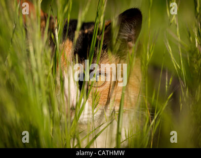 20 avril 2012 - Oakland, Oregon, États-Unis - un chat calico se cache dans les hautes herbes dans un champ près d'une maison à Oakland, en Orégon (crédit Image : © Loznak ZUMAPRESS.com)/Robin Banque D'Images