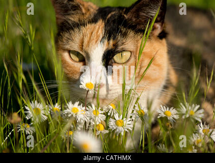 20 avril 2012 - Oakland, Oregon, États-Unis - un chat calico se cache dans les hautes herbes et fleurs sauvages dans un champ près d'une maison à Oakland, en Orégon (crédit Image : © Loznak ZUMAPRESS.com)/Robin Banque D'Images