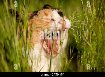 20 avril 2012 - Oakland, Oregon, États-Unis - un chat calico bâille en se cachant dans les hautes herbes dans un champ près d'une maison à Oakland, en Orégon (crédit Image : © Loznak ZUMAPRESS.com)/Robin Banque D'Images