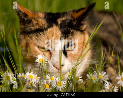 20 avril 2012 - Oakland, Oregon, États-Unis - un chat calico se cache dans les hautes herbes et fleurs sauvages dans un champ près d'une maison à Oakland, en Orégon (crédit Image : © Loznak ZUMAPRESS.com)/Robin Banque D'Images