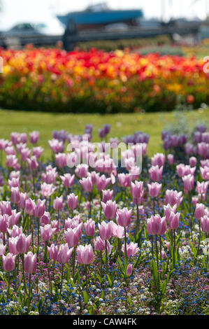 Swansea - UK - 24 avril 2012 - affichage de tulipes colorées sur les fleurs doubles à Southend dans près de Mumbles Swansea aujourd'hui dans le chaud soleil du printemps. Banque D'Images