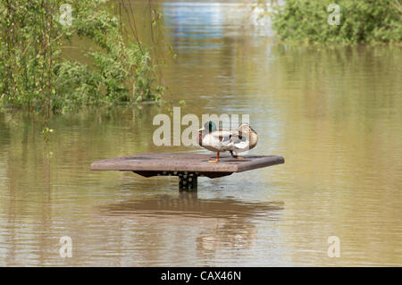 Tewkesbury- UK - 30 avril 2012 - Canards se réfugier sur une des tables de pique-nique au bord de la rivière inondée à Tewkesbury, Royaume-Uni après de fortes pluies. Banque D'Images