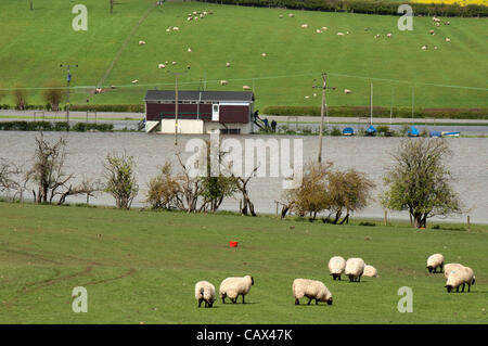 Tewkesbury- UK - 30 avril 2012 - Moutons prendre en terrain plus élevé en tant que membres de l'club nautique local inspecter les dommages causés par leur club-house pendant l'inondation à Tewkesbury, Royaume-Uni après de fortes pluies. Banque D'Images