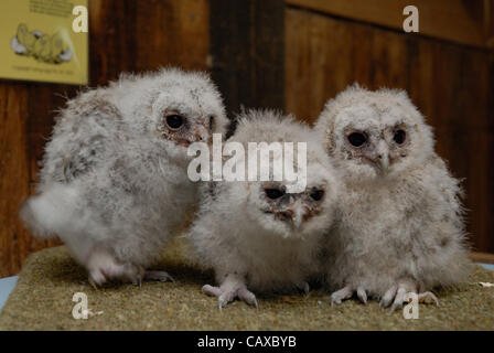 Un trio de trois semaine vieille Chouette hulotte les poussins sont élevés à la main les petites races Farm Park et Owl Centre à Kington, Herefordshire, Angleterre. Les trois semaine owlets sont nés dans la deuxième semaine d'avril et manger les poussins. Banque D'Images