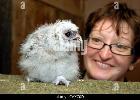 Un trio de trois semaine vieille Chouette hulotte les poussins sont élevés à la main les petites races Farm Park et Owl Centre à Kington, Herefordshire, Angleterre. Les trois semaine owlets sont nés dans la deuxième semaine d'avril et manger les poussins. Un regard sur l'une des Charlotte est owlets Lloyd du centre. Banque D'Images