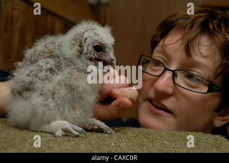 Un trio de trois semaine vieille Chouette hulotte les poussins sont élevés à la main les petites races Farm Park et Owl Centre à Kington, Herefordshire, Angleterre. Les trois semaine owlets sont nés dans la deuxième semaine d'avril et manger les poussins. Un regard sur l'une des Charlotte est owlets Lloyd du centre. Banque D'Images