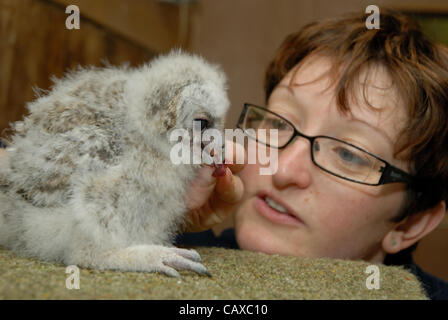 Un trio de trois semaine vieille Chouette hulotte les poussins sont élevés à la main les petites races Farm Park et Owl Centre à Kington, Herefordshire, Angleterre. Les trois semaine owlets sont nés dans la deuxième semaine d'avril et manger les poussins. Une alimentation de la Charlotte est owlets Lloyd du centre. Banque D'Images