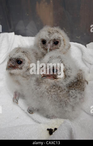 Un trio de trois semaine vieille Chouette hulotte les poussins sont élevés à la main les petites races Farm Park et Owl Centre à Kington, Herefordshire, Angleterre. Les trois semaine owlets sont nés dans la deuxième semaine d'avril et manger les poussins. Banque D'Images