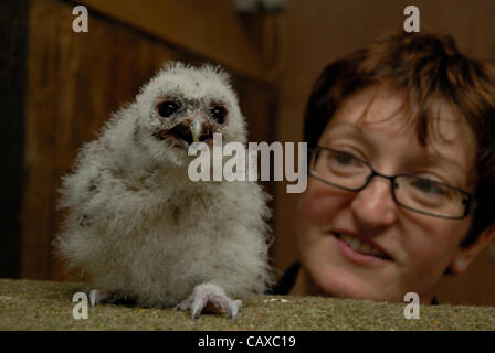 Un trio de trois semaine vieille Chouette hulotte les poussins sont élevés à la main les petites races Farm Park et Owl Centre à Kington, Herefordshire, Angleterre. Les trois semaine owlets sont nés dans la deuxième semaine d'avril et manger les poussins. Un regard sur l'une des Charlotte est owlets Lloyd du centre. Banque D'Images