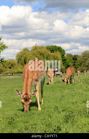 Le daim à Bushy Park, le Royal Park près de Hampton Court, Teddington, Londres, Royaume-Uni. Banque D'Images
