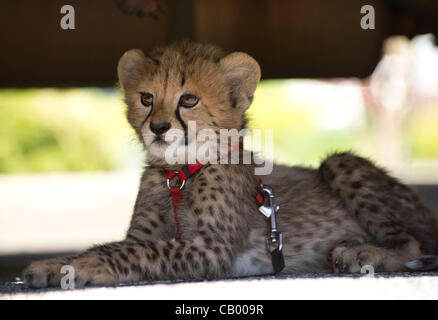 Mai 11,2012-Roseburg, Oregon, États-Unis - une femme âgée de 10 sem cheetah cub Mchumba est assis à l'ombre sous un camion dans l'Oregon Pacific Bank de Roseburg. Les cubs ont visité à partir de la proximité de la Faune Sauvage Safari Parc de jeux qui a un excellent programme d'élevage Cheetah Banque D'Images