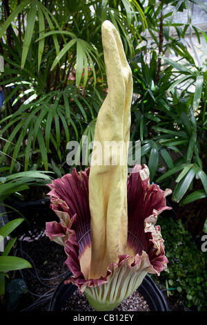 Amorphophallus titanum (cadavre) fleur fleurit à Honolulu, Hawaï à Foster Botanical garden. La fleur fleurit qu'une fois tous les cinq ans et dégage une odeur de viande en décomposition. Banque D'Images