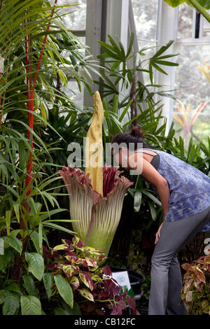 Une femme sniffing Amorphophallus titanum (cadavre) fleur fleurir à Honolulu, Hawaï à Foster Botanical garden. La fleur fleurit qu'une fois tous les cinq ans et dégage une odeur de viande en décomposition comme descrbed souvent. Banque D'Images