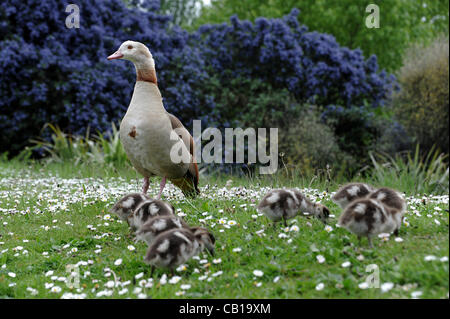 Vendredi 18.05.12 la Serpentine Lido, Hyde Park, Londres. La mère l'OIE sur l'herbe avec ses 8 petits qui sont juste quelques jours. Banque D'Images