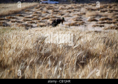 20 mai 2012 - Hebron, en Cisjordanie - un Palestinien récoltes d'une récolte de blé à la ferme dans le sud de Hébron, Om Kherbet Al Kheir près de la colonie juive de Karmel. (Crédit Image : © Mamoun Wazwazi ZUMAPRESS.com)/Images/APA Banque D'Images