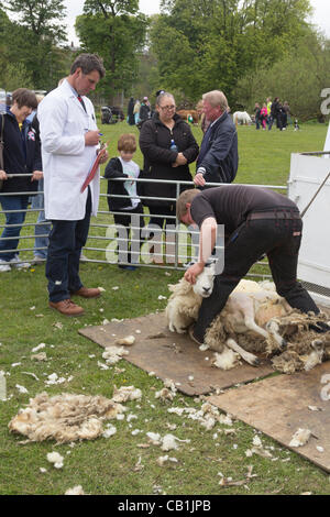 Dimanche 20 mai 2012, Witton Country Park, Blackburn en Angleterre. Un juge marque la tonte des moutons, compétences de l'un participant à la campagne Expérience jour organisée par la Royal Agricultural Society Lancashire (RLAS). Banque D'Images