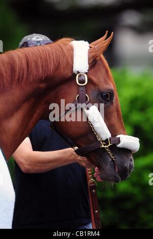 21 mai 2012 - Elmont, New York, États-Unis - Kentucky Derby et Preakness gagnant je vais avoir un autre, formés par Doug O'Neill est rincés à Belmont Park devant son offre triple couronne dans le Belmont Stakes, le 9 juin. (Crédit Image : © Bryan Smith/ZUMAPRESS.com) Banque D'Images