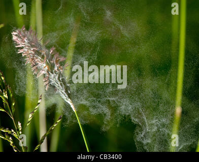 27 mai 2012 - Roseburg, Oregon, États-Unis - un gros plan des images de la floraison de l'herbe dans un champ près de Roseburg wafting pollen montre au large de la plante. La fin du printemps et au début de l'été sont souvent les pires saisons pour les personnes allergiques en raison de la grande quantité de pollen dans l'air. (Crédit Image : © Robin/Loznak ZUMAPRESS.com Banque D'Images