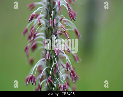 27 mai 2012 - Roseburg, Oregon, États-Unis - un gros plan des images de la floraison de l'herbe dans un champ près de Roseburg montre la production de pollen d'une partie de l'usine. La fin du printemps et au début de l'été sont souvent les pires saisons pour les personnes allergiques en raison de la grande quantité de pollen dans l'air. (Crédit Image : © Robin/Loznak ZU Banque D'Images