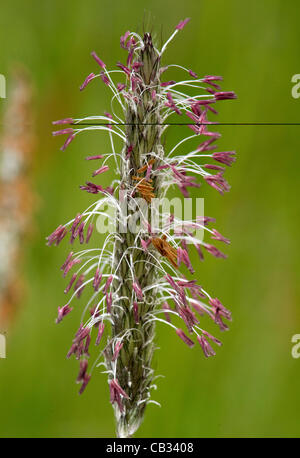 27 mai 2012 - Roseburg, Oregon, États-Unis - un gros plan des images de la floraison de l'herbe dans un champ près de Roseburg montre la production de pollen d'une partie de l'usine. La fin du printemps et au début de l'été sont souvent les pires saisons pour les personnes allergiques en raison de la grande quantité de pollen dans l'air. (Crédit Image : © Robin/Loznak ZU Banque D'Images