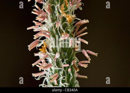 27 mai 2012 - Roseburg, Oregon, États-Unis - un gros plan des images de la floraison de l'herbe dans un champ près de Roseburg montre la production de pollen d'une partie de l'usine. La fin du printemps et au début de l'été sont souvent les pires saisons pour les personnes allergiques en raison de la grande quantité de pollen dans l'air. (Crédit Image : © Robin/Loznak ZU Banque D'Images