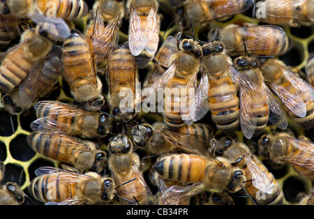 27 mai 2012 - Roseburg, Oregon, États-Unis - une ruche active d'abeilles domestiques, certains enduits de pollen, de travailler dans leur ruche dans une petite ferme près de Roseburg. Les experts n'a pas encore pleinement comprendre ce qui cause le syndrome d'effondrement des colonies, mais la plupart conviennent que les pertes massives d'abeilles du miel est causé mes multiples Banque D'Images