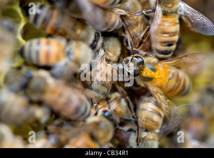 27 mai 2012 - Roseburg, Oregon, États-Unis - une ruche active d'abeilles domestiques, certains enduits de pollen, de travailler dans leur ruche dans une petite ferme près de Roseburg. Les experts n'a pas encore pleinement comprendre ce qui cause le syndrome d'effondrement des colonies, mais la plupart conviennent que les pertes massives d'abeilles du miel est causé mes multiples Banque D'Images