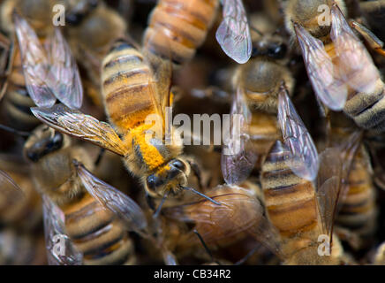 27 mai 2012 - Roseburg, Oregon, États-Unis - une ruche active d'abeilles domestiques, certains enduits de pollen, de travailler dans leur ruche dans une petite ferme près de Roseburg. Les experts n'a pas encore pleinement comprendre ce qui cause le syndrome d'effondrement des colonies, mais la plupart conviennent que les pertes massives d'abeilles du miel est causé mes multiples Banque D'Images