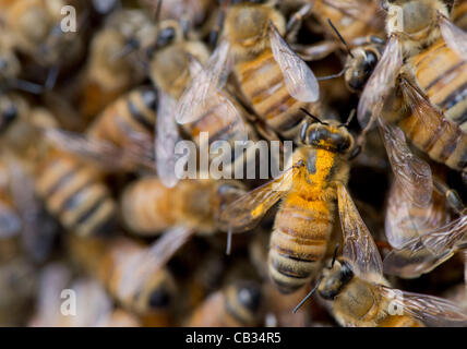 27 mai 2012 - Roseburg, Oregon, États-Unis - une ruche active d'abeilles domestiques, certains enduits de pollen, de travailler dans leur ruche dans une petite ferme près de Roseburg. Les experts n'a pas encore pleinement comprendre ce qui cause le syndrome d'effondrement des colonies, mais la plupart conviennent que les pertes massives d'abeilles du miel est causé mes multiples Banque D'Images