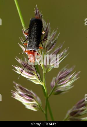 27 mai 2012 - Roseburg, Oregon, États-Unis - Un soldat beetle grimpe sur une plante dans un champ de foin sur un ranch près de Roseburg. Les coléoptères sont soldat fortement désiré par les jardiniers comme agents de lutte biologique. Les coléoptères consommer les oeufs de sauterelles, pucerons, chenilles et autres insectes mous. (Crédit Image : © Banque D'Images