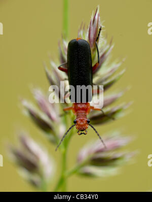 27 mai 2012 - Roseburg, Oregon, États-Unis - Un soldat beetle grimpe sur une plante dans un champ de foin sur un ranch près de Roseburg. Les coléoptères sont soldat fortement désiré par les jardiniers comme agents de lutte biologique. Les coléoptères consommer les oeufs de sauterelles, pucerons, chenilles et autres insectes mous. (Crédit Image : © Banque D'Images