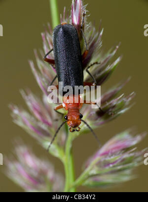 27 mai 2012 - Roseburg, Oregon, États-Unis - Un soldat beetle grimpe sur une plante dans un champ de foin sur un ranch près de Roseburg. Les coléoptères sont soldat fortement désiré par les jardiniers comme agents de lutte biologique. Les coléoptères consommer les oeufs de sauterelles, pucerons, chenilles et autres insectes mous. (Crédit Image : © Banque D'Images