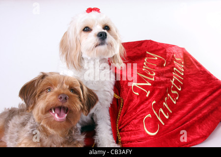 Un Cavalier King Charles Spaniel et Yorkshire Terrier chiots caniche comme cadeaux de Noël Banque D'Images