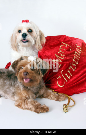 Un Cavalier King Charles Spaniel et chiots caniche Yorkshire Terrier des cadeaux de Noël Banque D'Images